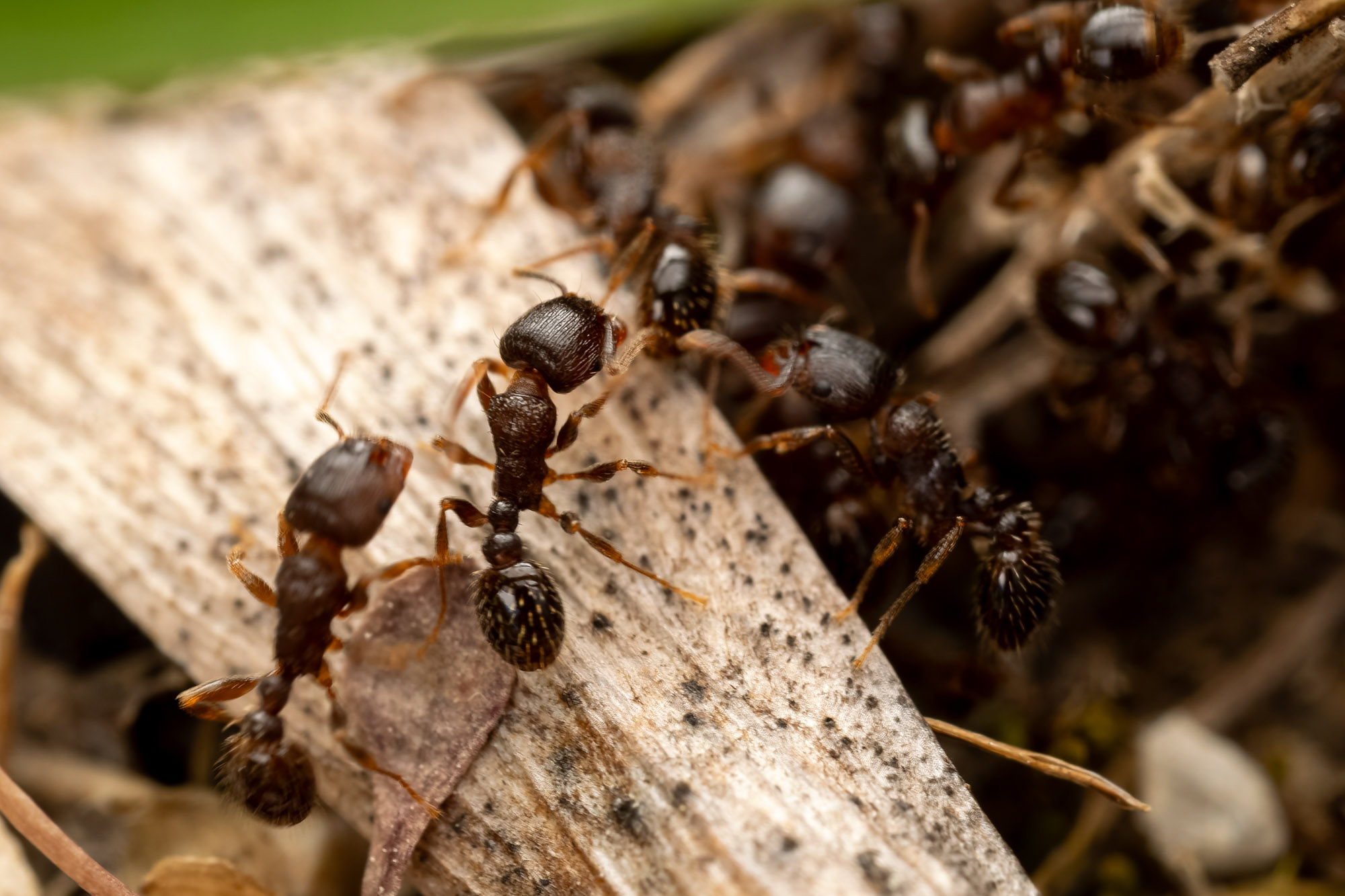 Tetramorium sp